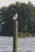 NIEUWKOOP 09-2008 184.JPG